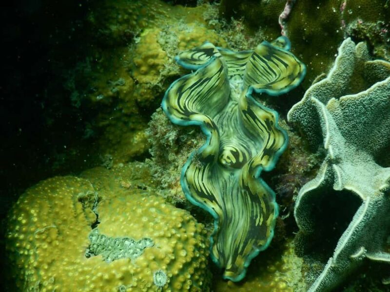 RedRiverTour - Discovery 3 Islets, Snorkeling By Speedboat - Introduction: A Full-Day Sea Adventure with a Little Everything