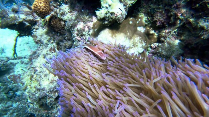 RedRiverTour - Discovery 3 Islets, Snorkeling By Speedboat - The Itinerary – What to Expect