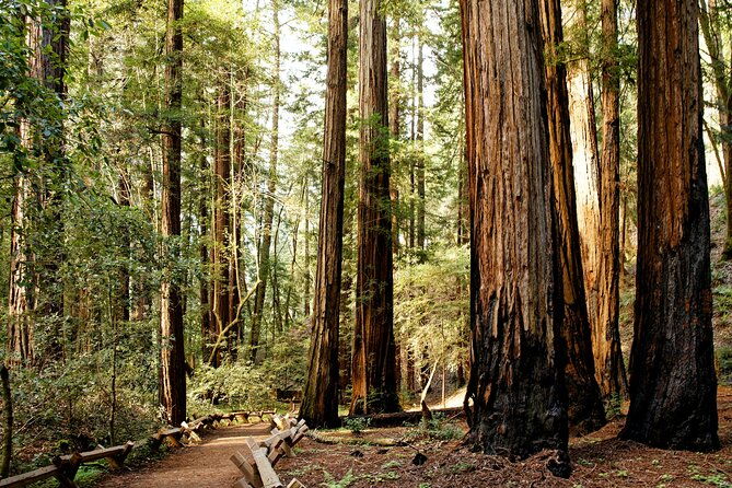 redwood-national-and-state-parks-self-guided-audio-driving-tour
