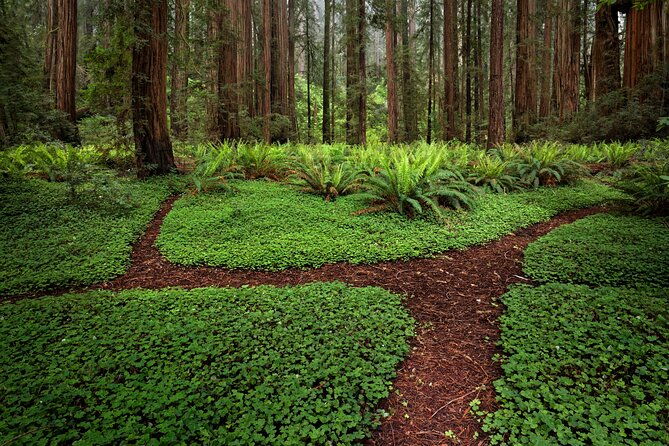 redwood-national-and-state-parks-self-guided-audio-driving-tour
