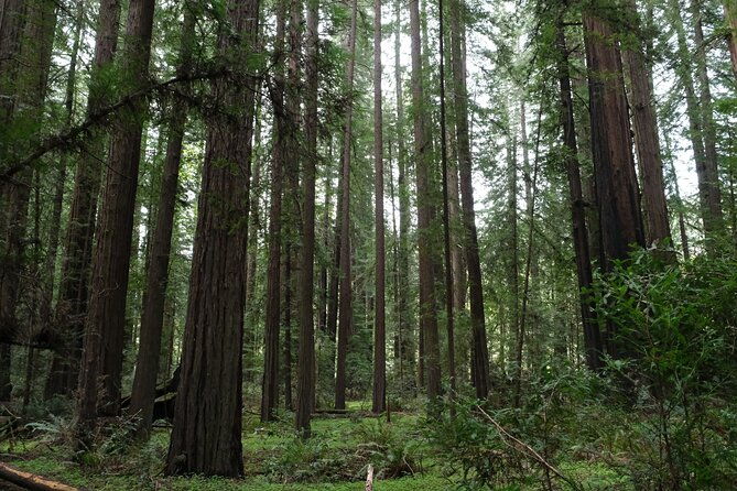 redwood-national-and-state-parks-self-guided-audio-driving-tour