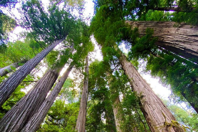 redwood-national-and-state-parks-self-guided-audio-driving-tour