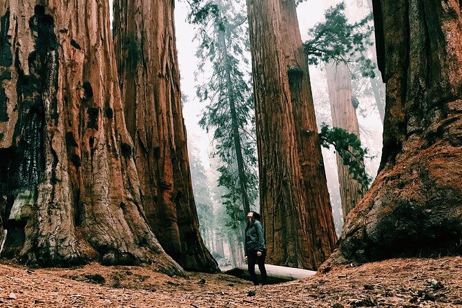 redwoods-full-day-private-tour-and-hike