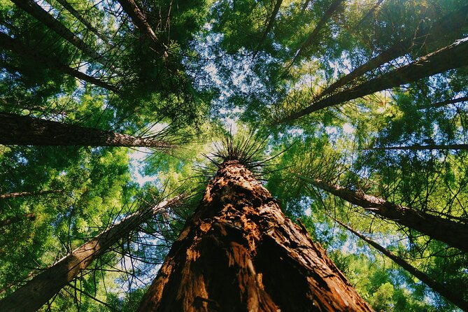 redwoods-full-day-private-tour-and-hike