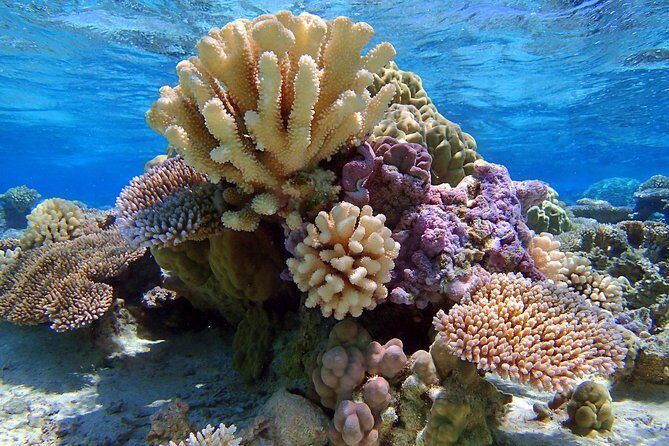 Reef Discovery Half Day Group Signature Tour - What’s the Practical Value?