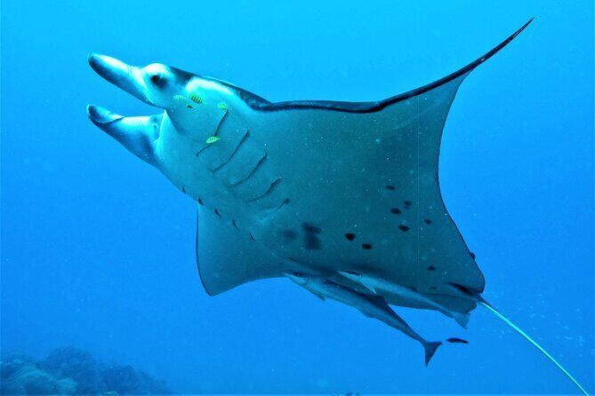 Reef Discovery Half Day Group Signature Tour - FAQ Section
