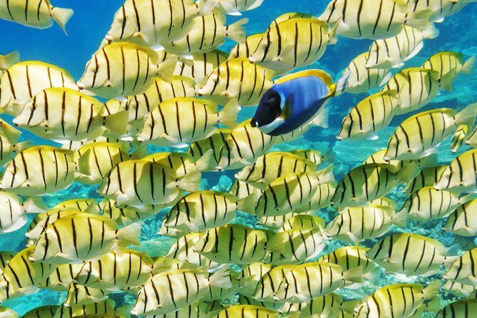 Reef Discovery Half Day Group Signature Tour - Final Thoughts
