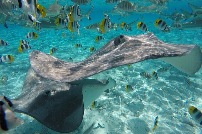 Reef Discovery Private Half Day Lagoon Tour - Is the Price Worth It?
