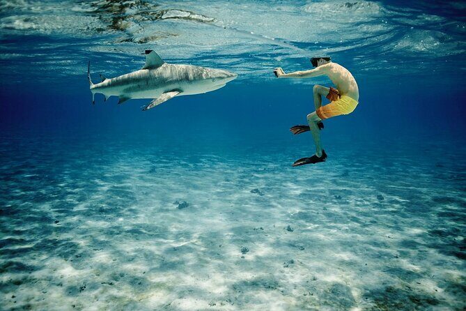 Reef Discovery Private Half Day Lagoon Tour - Frequently Asked Questions
