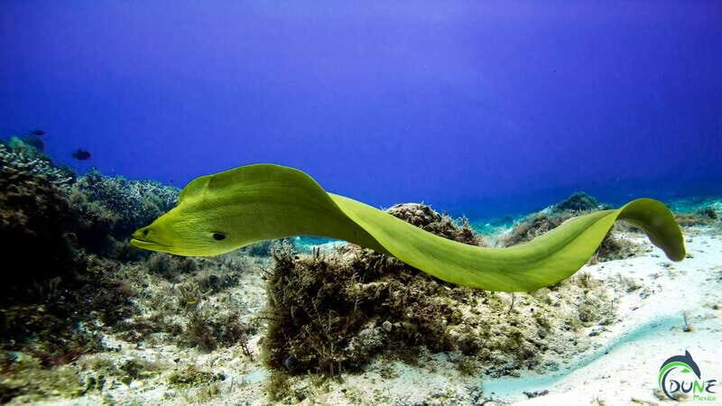 Reef Diving in Playa del Carmen - The Sum Up  