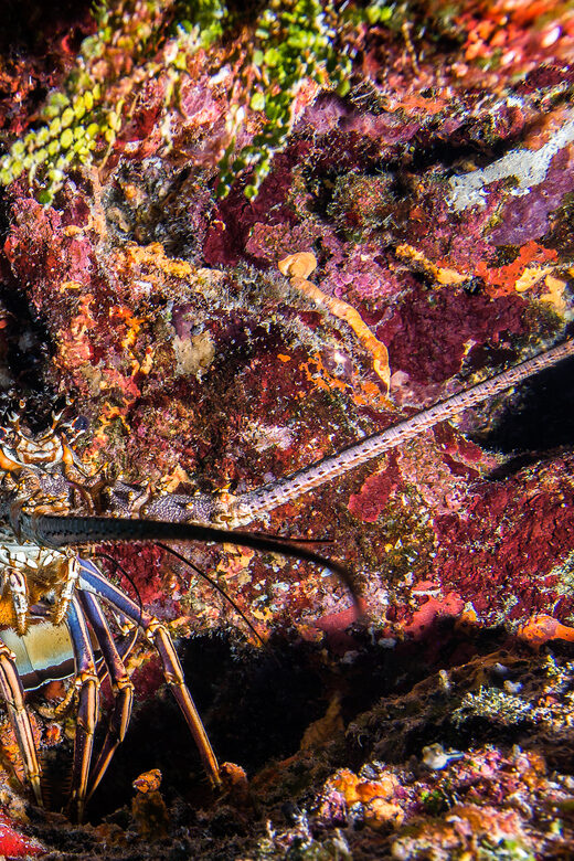 Reef Diving in Playa del Carmen - FAQ  