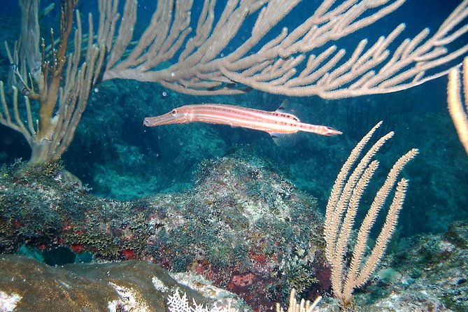 reef-explorer-excursion-from-bayahibe