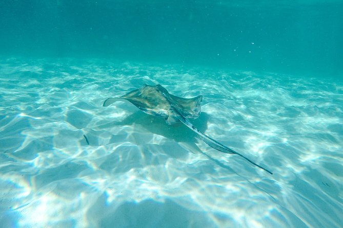 reef-explorer-excursion-from-bayahibe