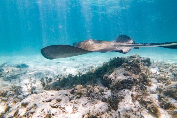 reef-explorer-half-day-trip-2