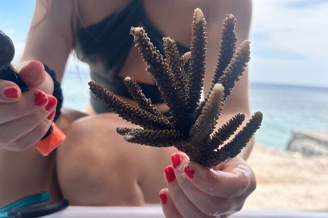 Reef Rehabilitation Course and Snorkeling - Reef Rehabilitation Course and Snorkeling in Bali: A Truly Authentic Coral Conservation Experience