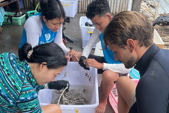 Reef Rehabilitation Course and Snorkeling - Key Points