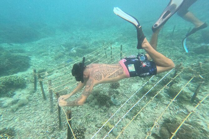 Reef Rehabilitation Course and Snorkeling - Why This Tour Offers Excellent Value