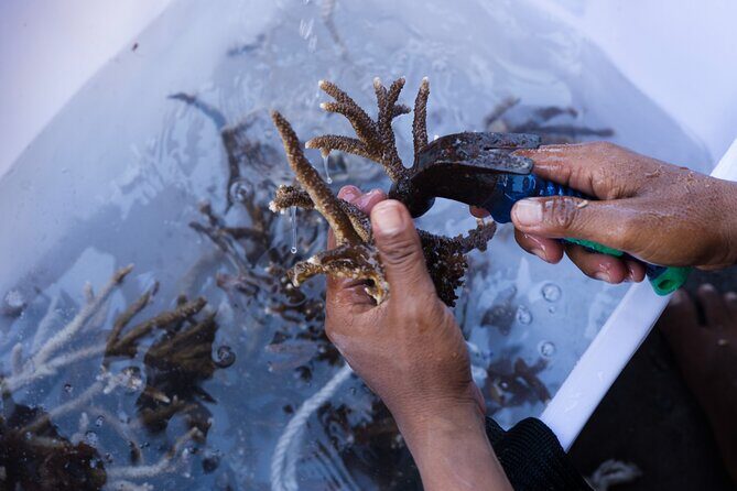 Reef Rehabilitation Course and Snorkeling - Authentic Conservation Meets Island Culture