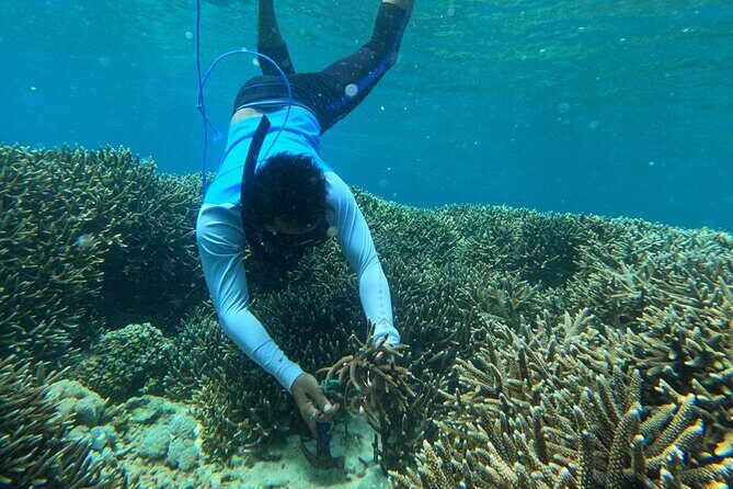 Reef Rehabilitation Course and Snorkeling - Final Thoughts