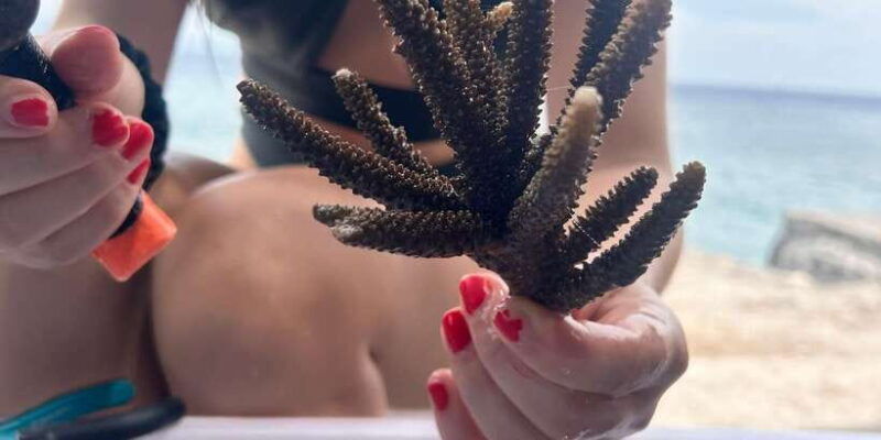 reef-rehabilitation-course-snorkeling