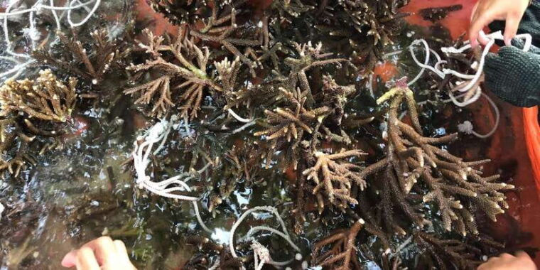 reef-rehabilitation-course-snorkeling