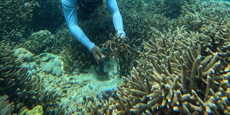reef-rehabilitation-course-snorkeling