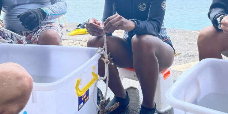 reef-rehabilitation-course-snorkeling