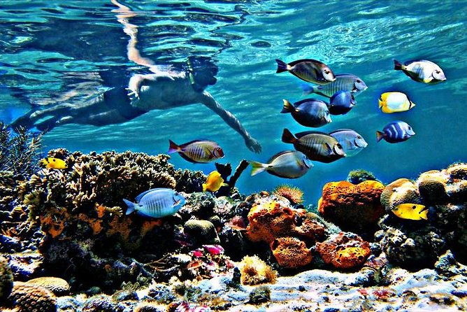 reef-snorkel-ocean-paddle-adventure-in-fort-lauderdale-beach