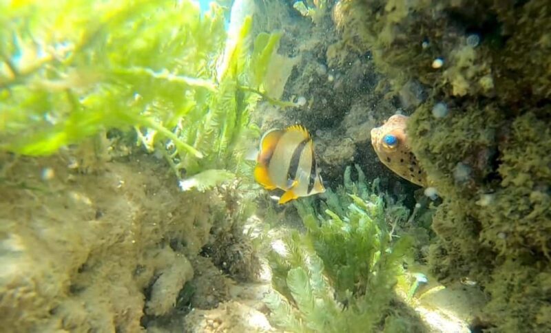 Reef snorkeling in Gatas Bay - Key Points