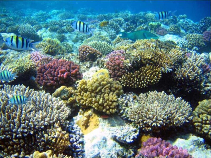 Reef snorkeling in Gatas Bay - Exploring Gatas Bay: The Ultimate Snorkeling Spot on Boa Vista