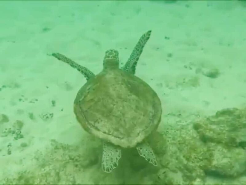 Reef snorkeling in Gatas Bay - The Local Flavors and Cultural Touches