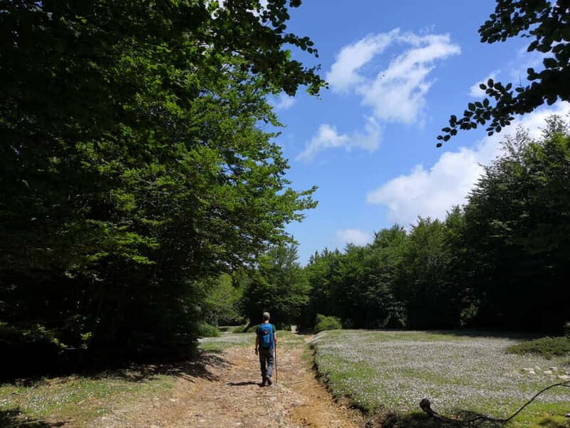 Reggio Calabria: Aspromonte Trails Trek to Montalto Summit - Key Points