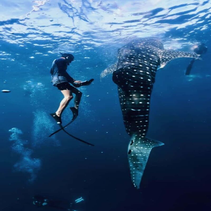 Regular Daily Sumbawa Whale Sharks One Day Tour - The Journey to Whale Sharks: What to Expect on the Tour