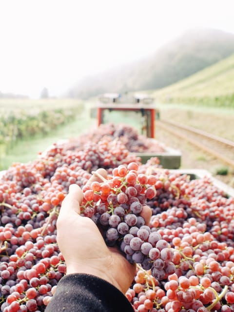 reil-mosel-guided-organic-wine-tasting-and-cellar-tour