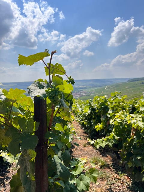 reims-epernay-champagne-day-tour-with-tastings