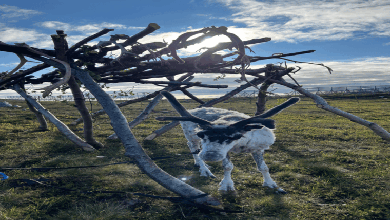 reindeer-and-stories-a-sami-cultural-adventure