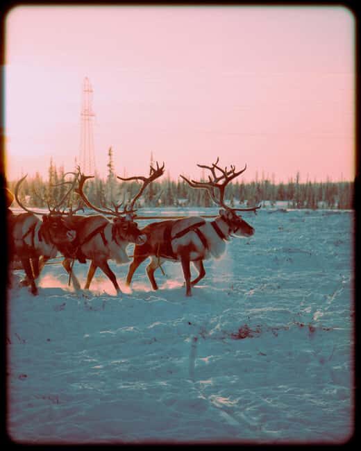 Reindeer Farm Visit with Sled Ride and Ice Fishing - The Ice Fishing Experience: Patience in the Arctic