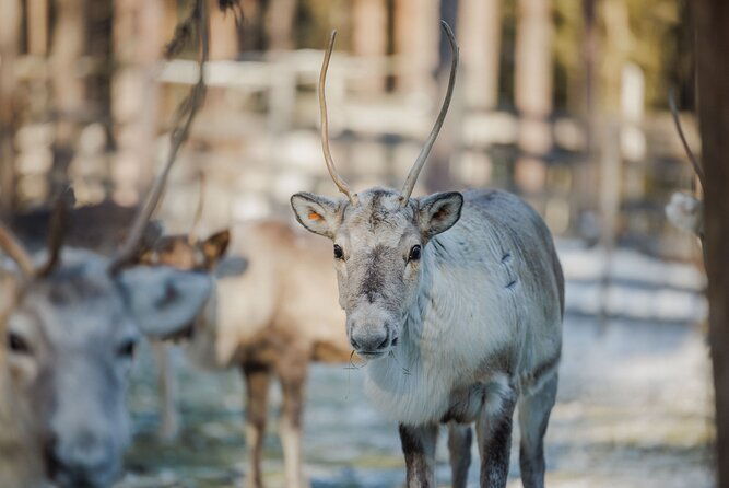 reindeer-farm-visit-with-sledge-ride