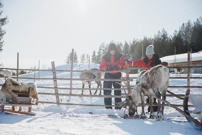 reindeer-farm-visit-with-sledge-ride