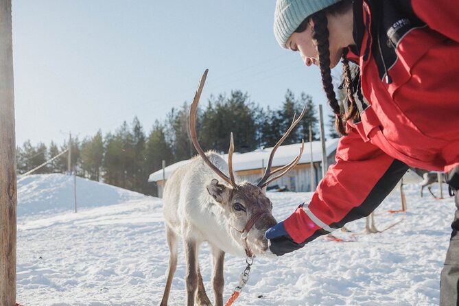 reindeer-farm-visit-with-sledge-ride