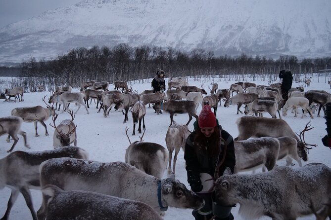 reindeer-feeding-and-sami-culture-afternoon-departure-2