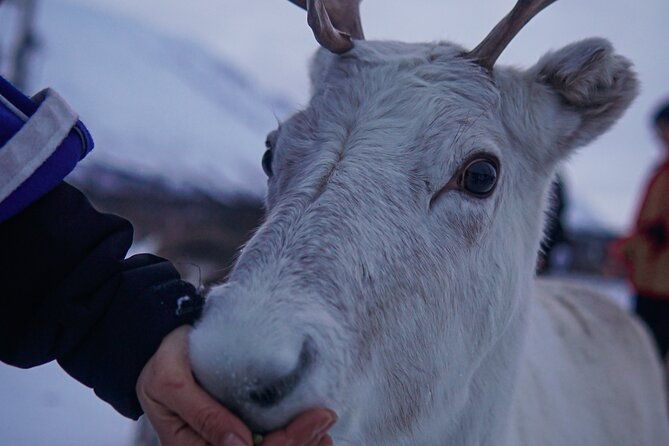 reindeer-feeding-and-sami-culture-afternoon-departure-2