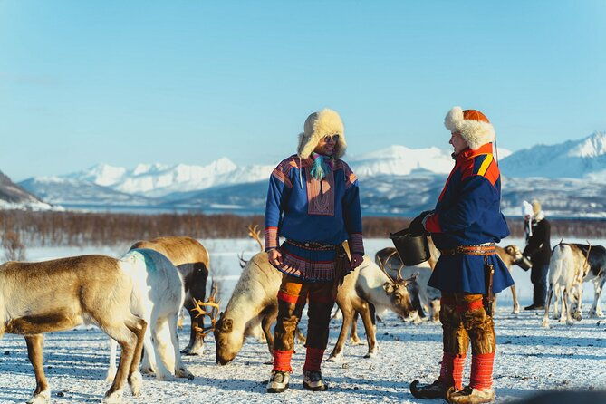 reindeer-feeding-and-sami-culture-afternoon-departure