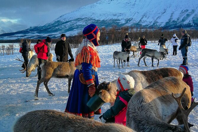 reindeer-feeding-and-sami-culture-afternoon-departure