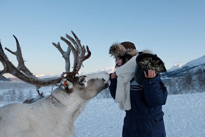 reindeer-feeding-and-sami-culture-afternoon-departure