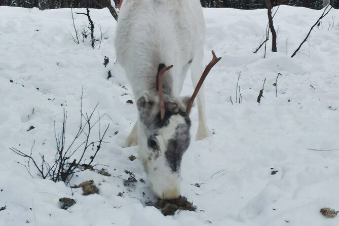 reindeer-feeding-join-us-for-a-unique-moment-with-our-reindeer