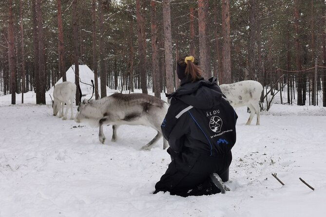 reindeer-feeding-join-us-for-a-unique-moment-with-our-reindeer