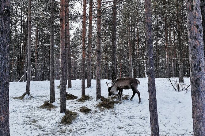reindeer-feeding-join-us-for-a-unique-moment-with-our-reindeer