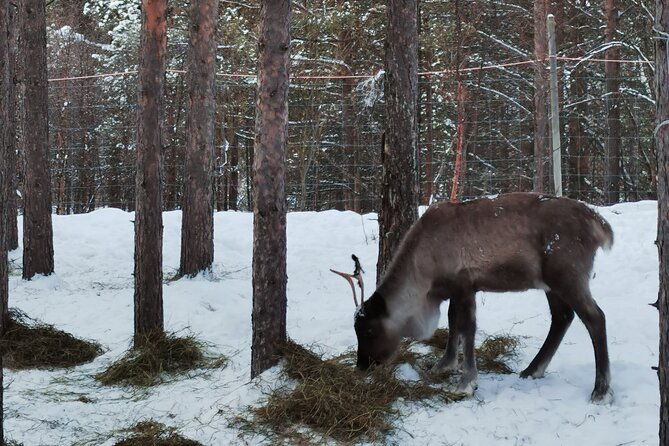 reindeer-feeding-join-us-for-a-unique-moment-with-our-reindeer
