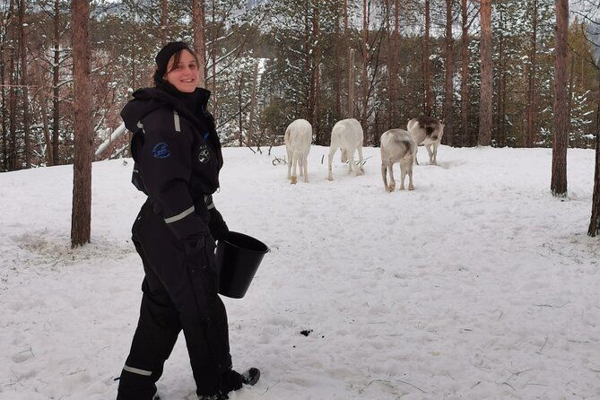 reindeer-feeding-join-us-for-a-unique-moment-with-our-reindeer